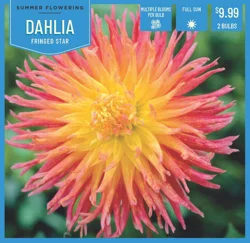 Dahlia Fringed Star 2 ct