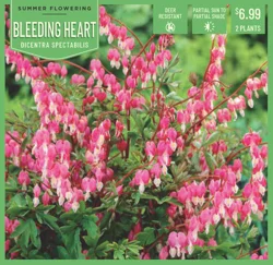 Dicentra Bleeding Hearts 2 ct