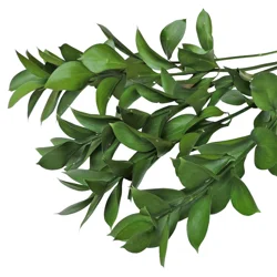 Floral & Vine Israeli Ruscus Bunch