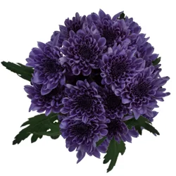 Floral & Vine Chrysanthemum Bluocean Bunch