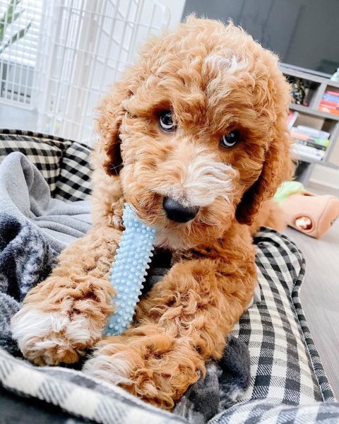 slide 2 of 10, Nylabone Puppy Chew Toys & Treat Triple Pack Chicken & Bacon Blue Small/Regular - Up to 25 Ibs.(3 Count), 3 ct