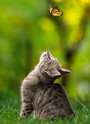 Avanti Card Support Cat With Butterfly