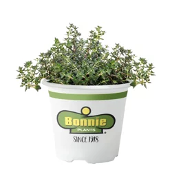 Bonnie Plants English Thyme Cuttings - Ea