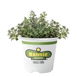Bonnie Plants English Thyme Cuttings - Ea