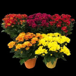 Blooming 6 Inch Assorted Mums, 1 Each