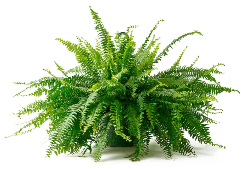 slide 1 of 1, Bloom Haus Hanging Boston Fern 10 Inch Pot, 1 ct