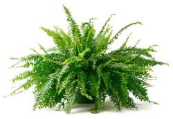 Bloom Haus Hanging Boston Fern 10 Inch Pot
