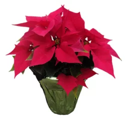 Poinsettia