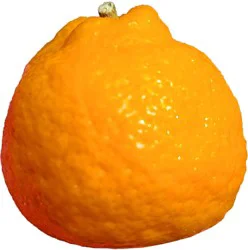 Fresh Kishu Mandarin