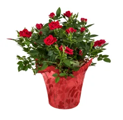 Mini Rose Plant, 6 in