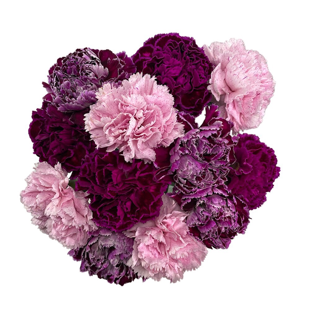 slide 1 of 1, DCHS Farm Girl Carnation Bunch - Purple, 1 ct