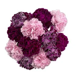 Farm Girl Carnation Bunch - Purple