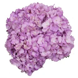 Hydrangea Lilac Breeze Combo