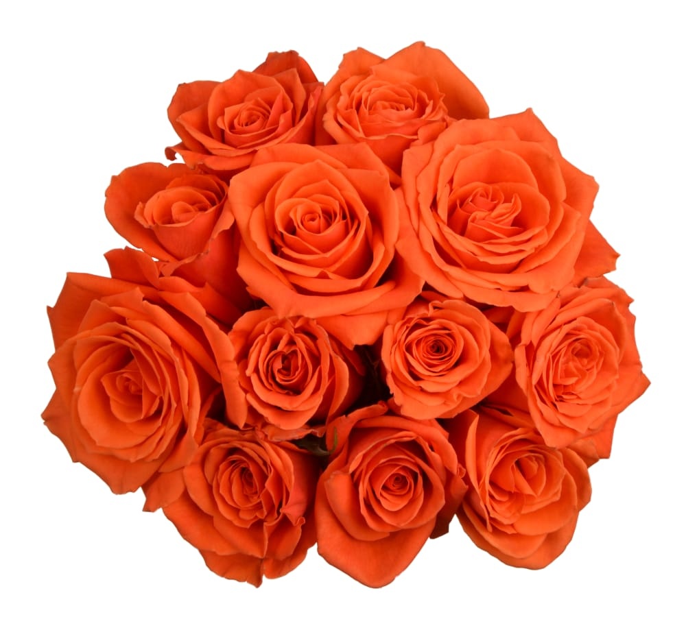 slide 1 of 1, BLOOM HAUS Orange Roses, 12 ct