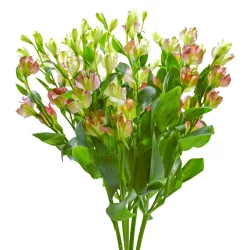 BLOOM HAUS Charmelia Bunch