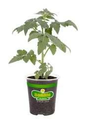 Bonnieplants 4.5" Greenpot Tomatillo
