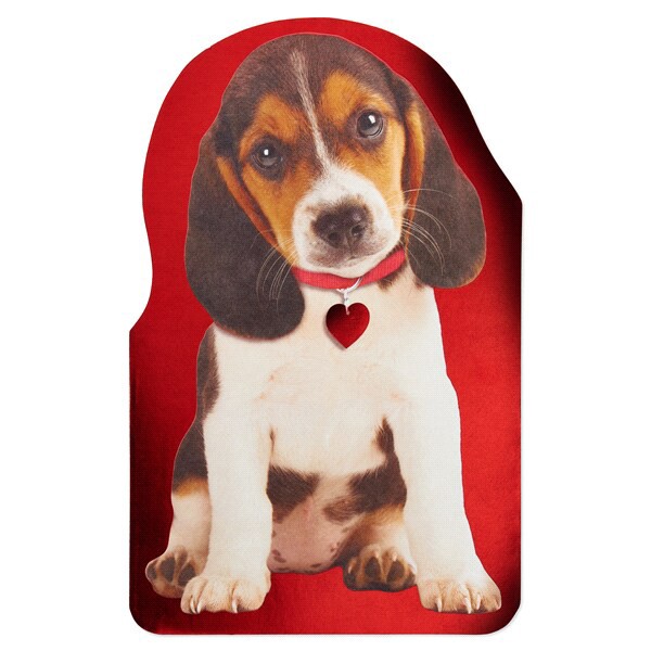 slide 13 of 17, American Greetings Valentine's Day Card (Puppy), 1 ct