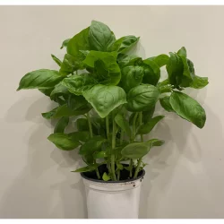 Gerten Greenhouses 4 Inch Sweet Basil, 1 Each
