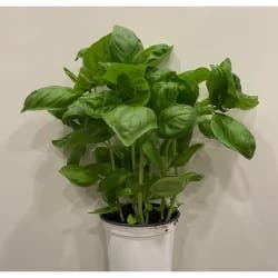 Gerten Greenhouses 4 Inch Sweet Basil, 1 Each