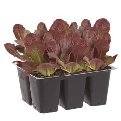 Bonnie Plants Lettuce - Romaine Red