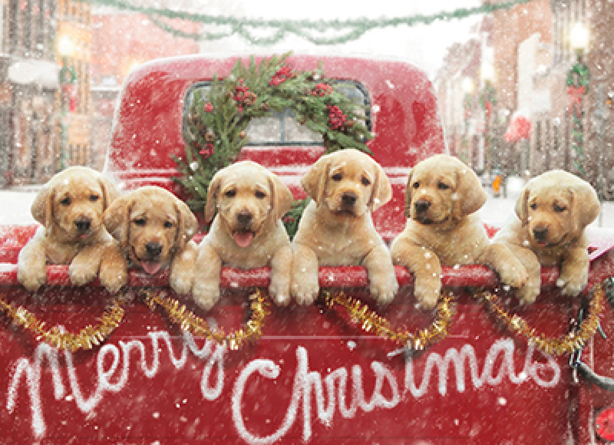 slide 1 of 1, Lab Puppies In Red Truck, 1 ct