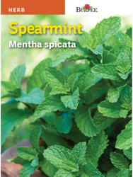 Burpee Spearmint Seeds