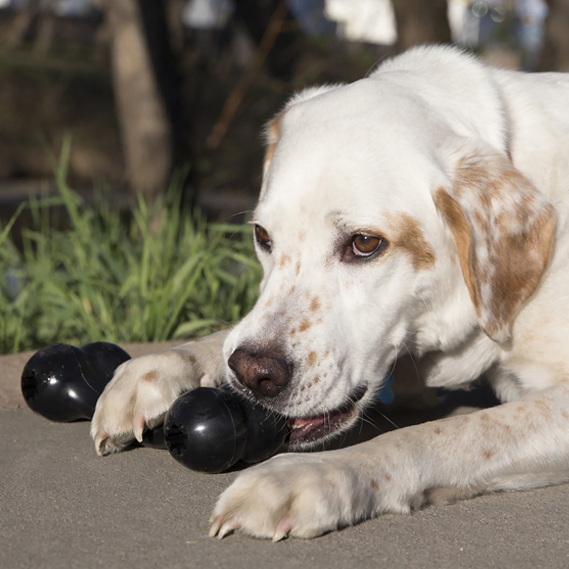 slide 2 of 4, KONG Extreme Goodie Bone Dog Toy, MED