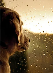 Avanti Pet Dog at Rainy Window Card