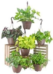 Assorted Hanging Basket - EA