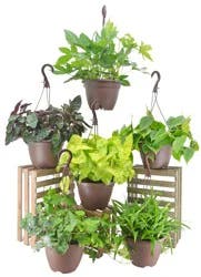 Assorted Hanging Basket