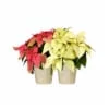 Poinsettia In Wrap Assorted Potted Plant