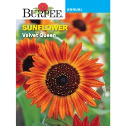 Burpee Sunflower Velvet Queen
