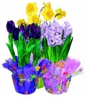 New Amsterdam Assorted Premium Bulbstock