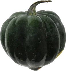 Squash - Green - Acorn