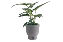 Trending Tropicals Foliage Plant