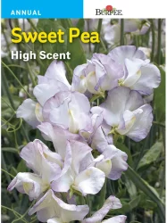 Burpee Sweet Pea High Scent Seeds - White/Purple