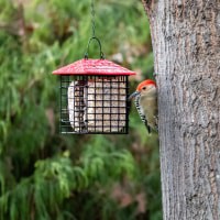 slide 11 of 29, More Birds Double Suet Feeder with Weather Guard 1 ea, 1 ct
