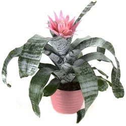 Potted Bromeliad