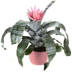 Potted Bromeliad