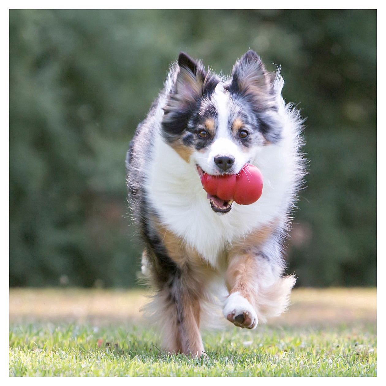 slide 5 of 38, KONG Classic Dog Toy Small 1 ea, 1 ct