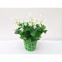 Cub Floral 4" Green Oxalis Shamrock, 1 Each