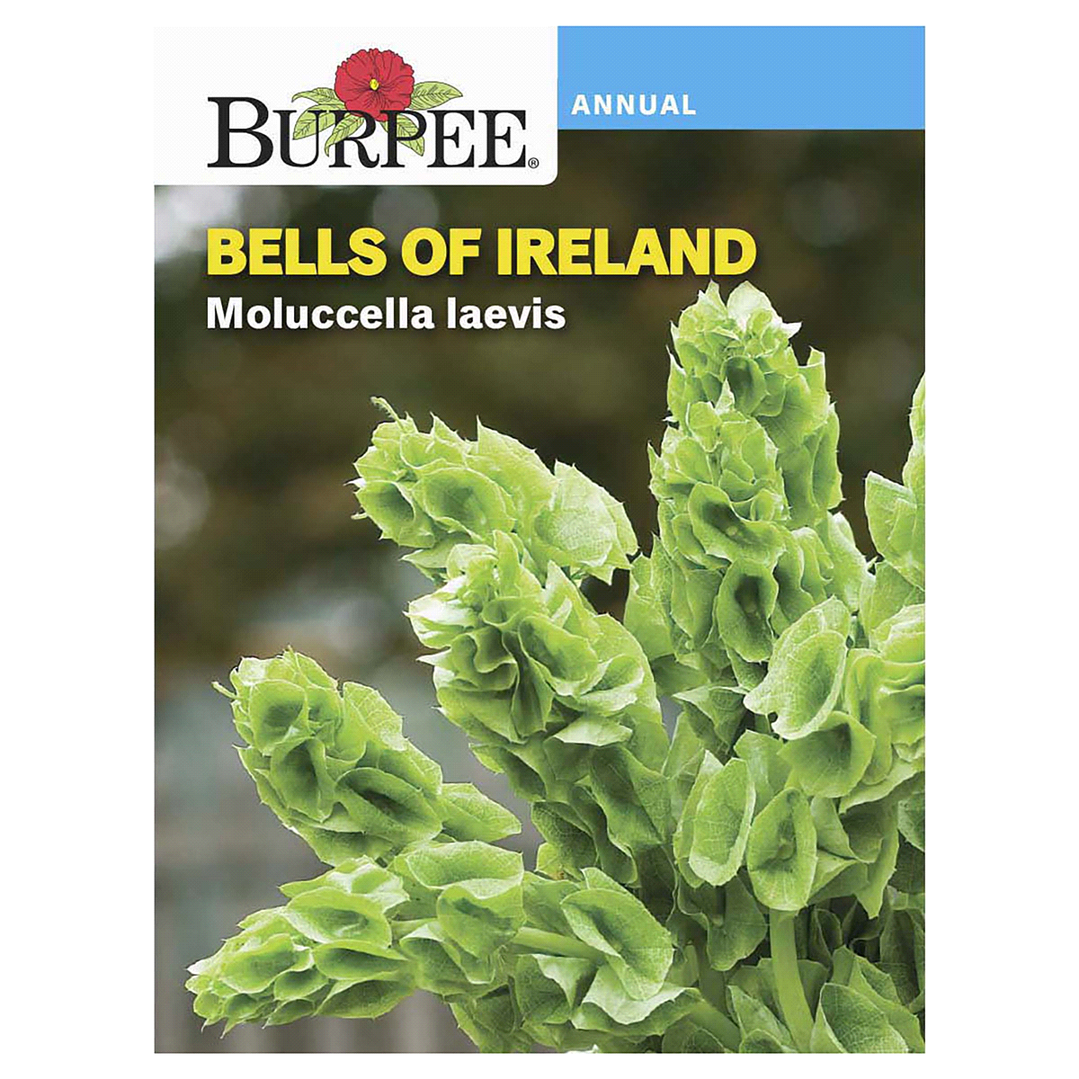 slide 1 of 5, Burpee Bells Of Ireland Moluccella Iaevis Seeds, 1 ct