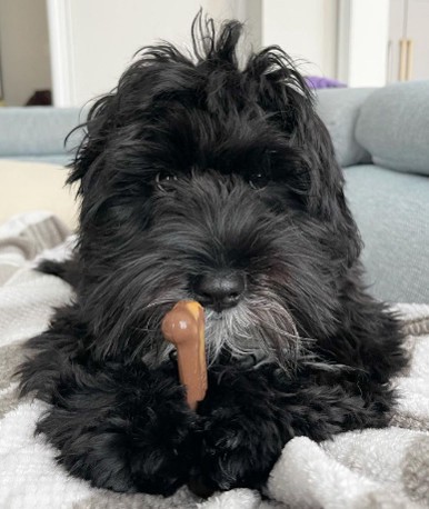 slide 5 of 10, Nylabone Flavor Frenzy Power Chew Triple Pack Chili Cheese Dog, & Popcorn & Cherry Small/Regular - Up to 25 Ibs.(3 Count), 3 ct