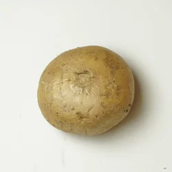Jicama