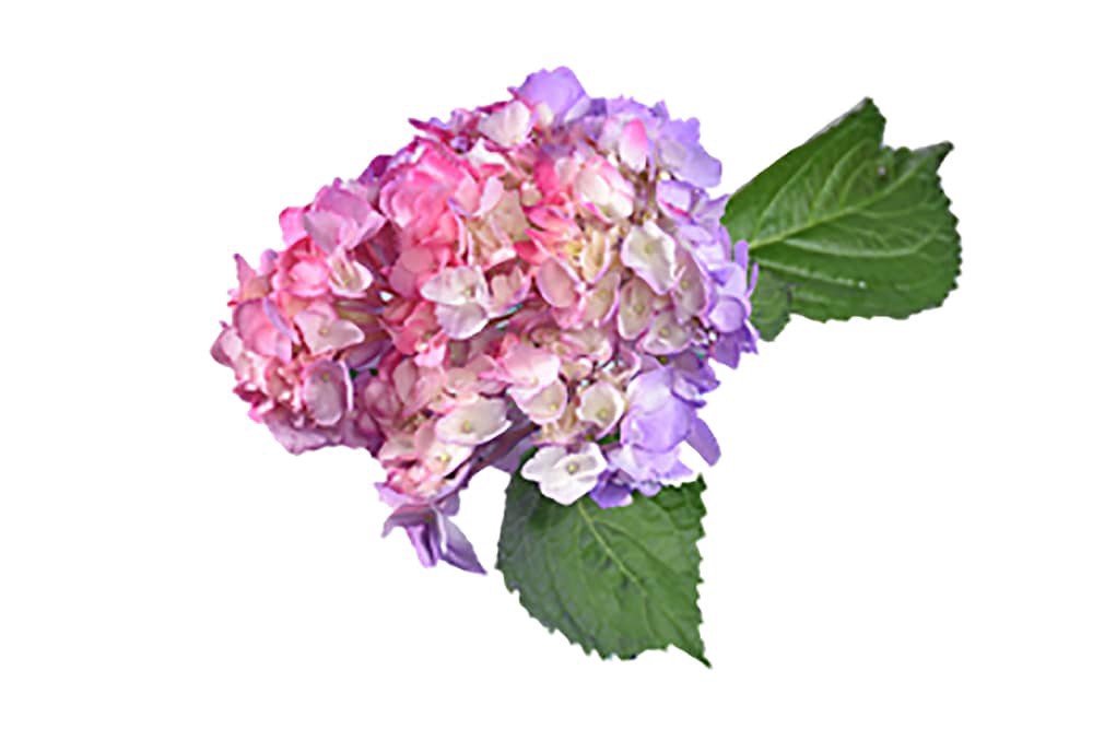 slide 2 of 2, Airbrushed Pink/Purple Hydrangea Bouquet, 3 ct
