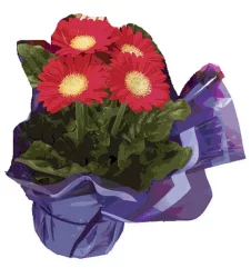 Gerbera Daisy - Assorted