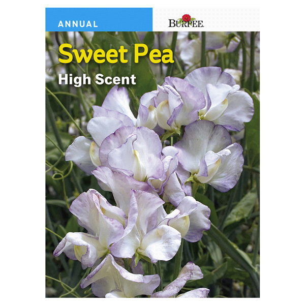 slide 1 of 1, Burpee Sweet Pea High Scent Seeds, 1 ct