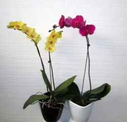 Premium Orchid In Ceramic