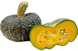 Marina Di Chioggia Pumpkin