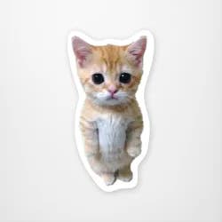 Standing Kitty Meme Sticker
